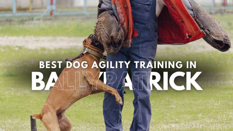 Best Dog Agility Training in Ballypatrick