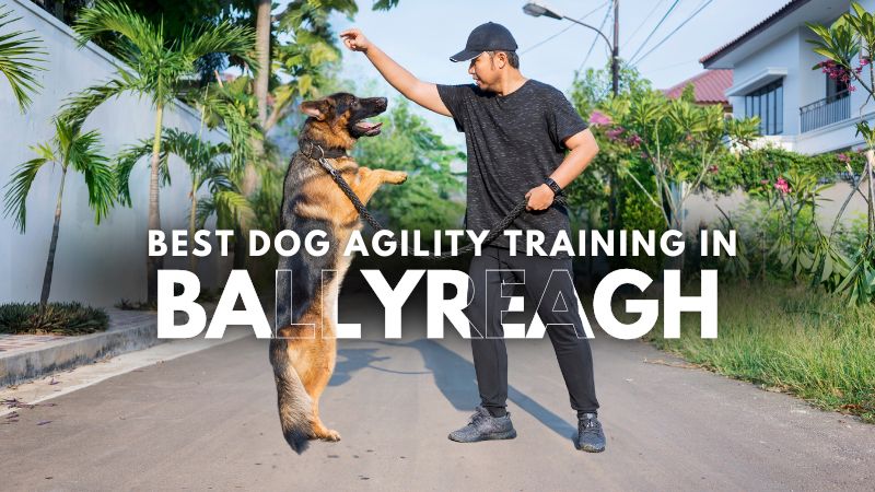 Best Dog Agility Training in Ballyreagh