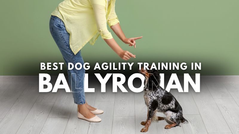 Best Dog Agility Training in Ballyronan