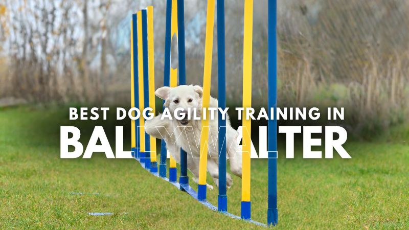 Best Dog Agility Training in Ballywalter