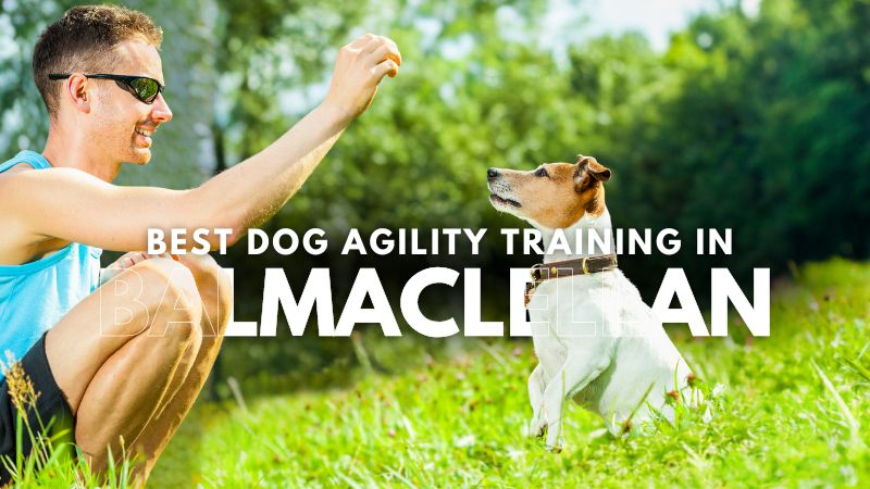 Best Dog Agility Training in Balmaclellan