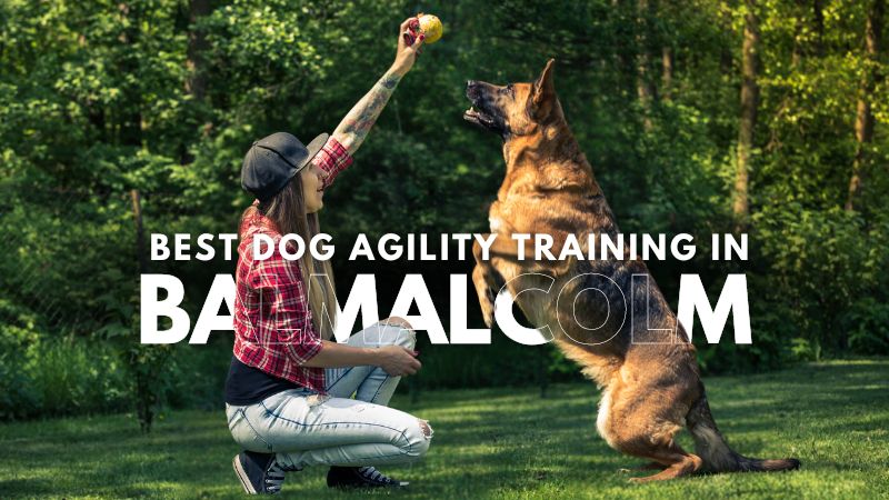 Best Dog Agility Training in Balmalcolm