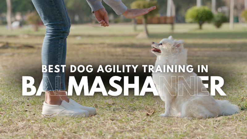 Best Dog Agility Training in Balmashanner