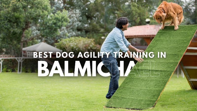 Best Dog Agility Training in Balmichael