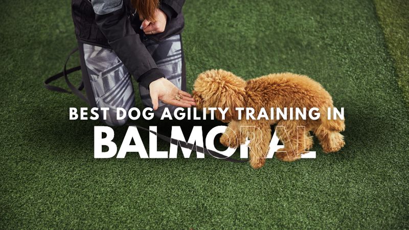 Best Dog Agility Training in Balmoral
