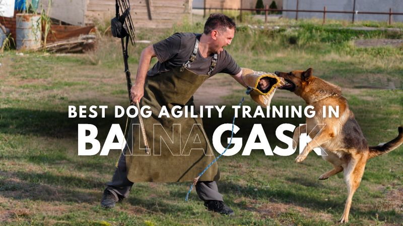 Best Dog Agility Training in Balnagask