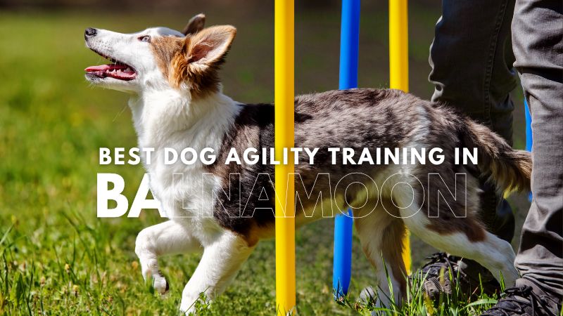 Best Dog Agility Training in Balnamoon