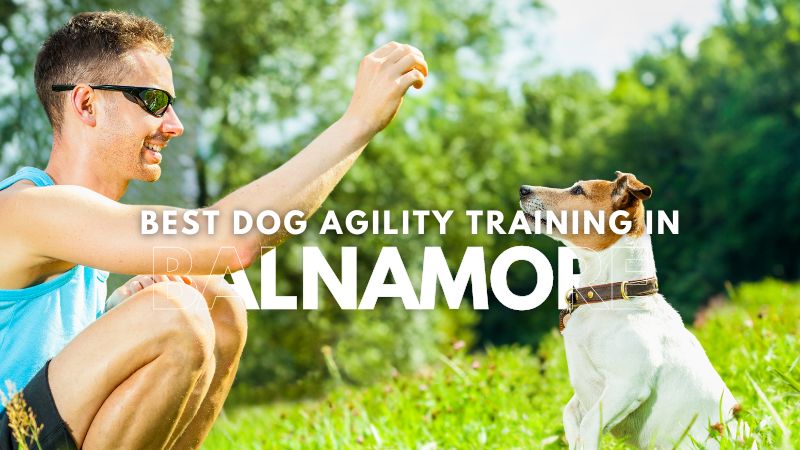Best Dog Agility Training in Balnamore