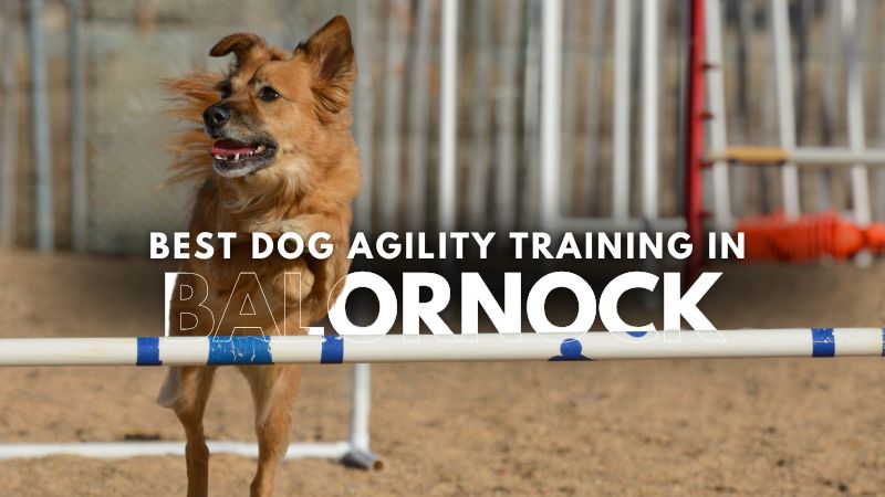 Best Dog Agility Training in Balornock