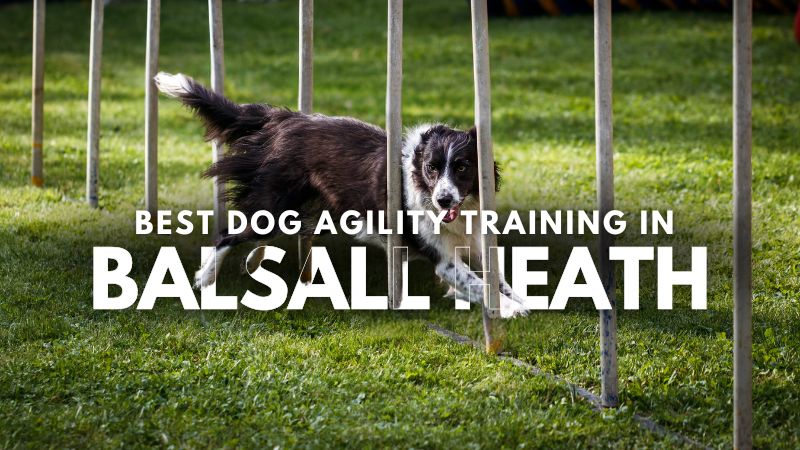 Best Dog Agility Training in Balsall Heath