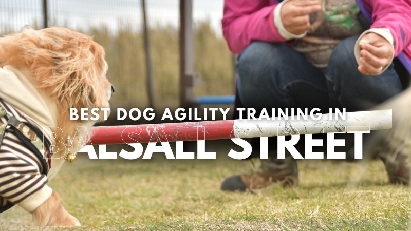 Best Dog Agility Training in Balsall Street