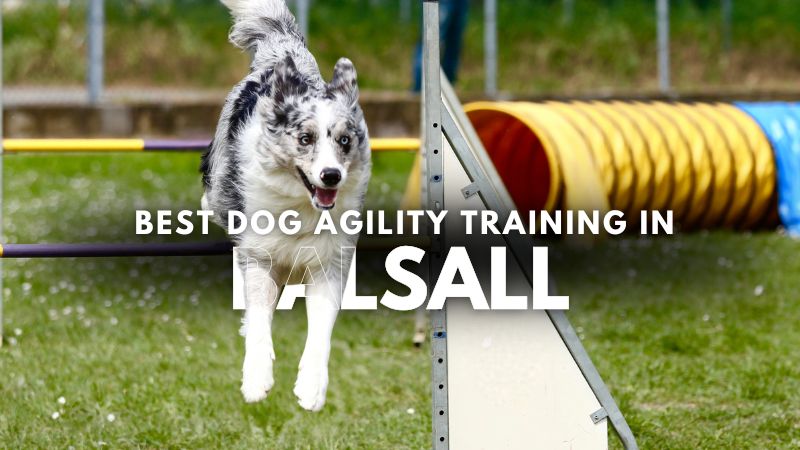 Best Dog Agility Training in Balsall