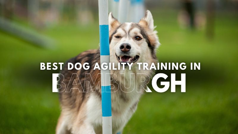 Best Dog Agility Training in Bamburgh