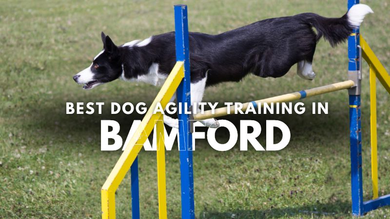 Best Dog Agility Training in Bamford