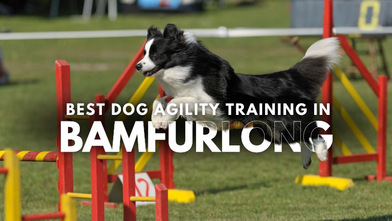 Best Dog Agility Training in Bamfurlong