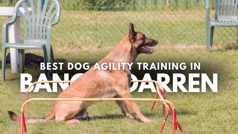 Best Dog Agility Training in Banc-y-Darren