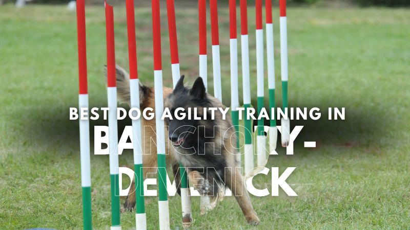 Best Dog Agility Training in Banchory-Devenick