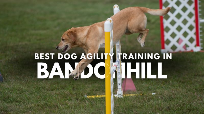 Best Dog Agility Training in Bandonhill