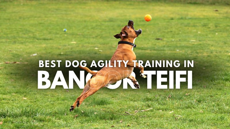 Best Dog Agility Training in Bangor Teifi