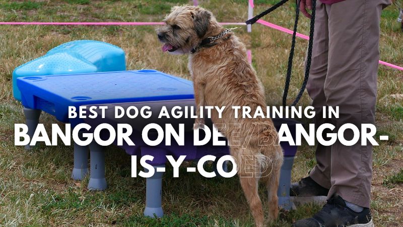 Best Dog Agility Training in Bangor on Dee_Bangor-is-y-coed