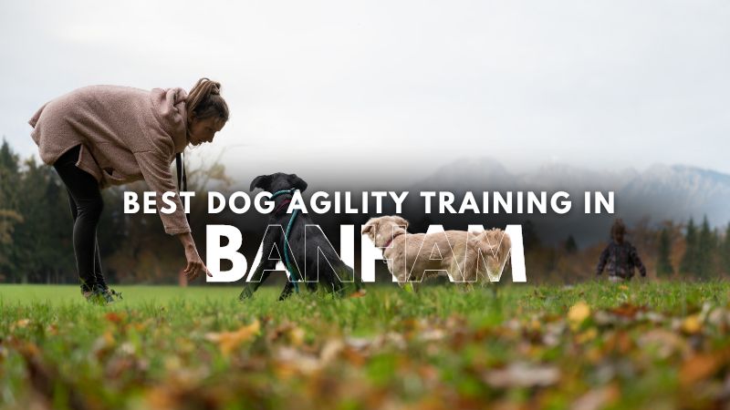 Best Dog Agility Training in Banham