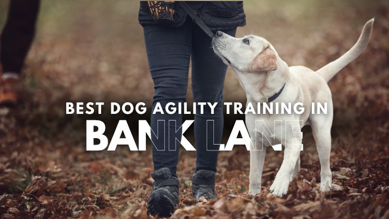 Best Dog Agility Training in Bank Lane