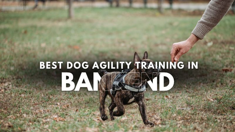 Best Dog Agility Training in Bankend