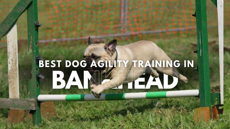 Best Dog Agility Training in Bankhead