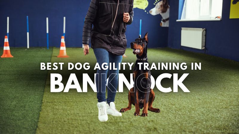 Best Dog Agility Training in Banknock