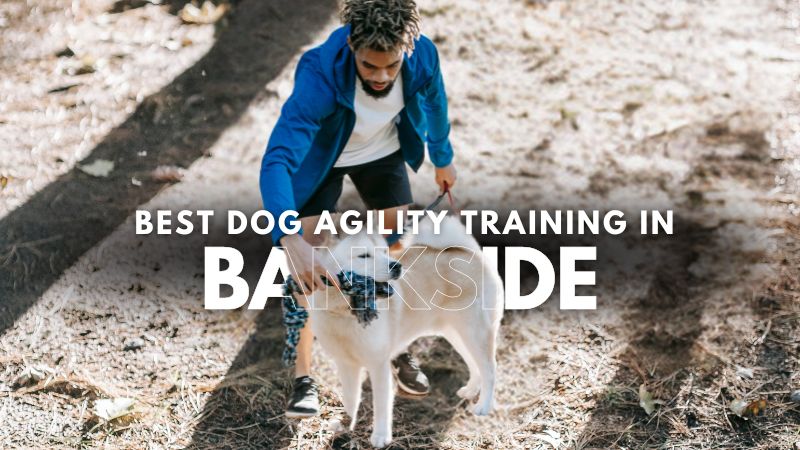 Best Dog Agility Training in Bankside