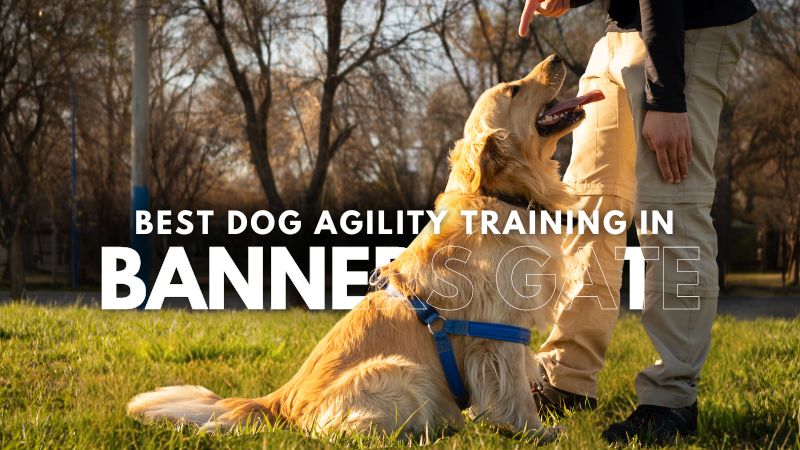 Best Dog Agility Training in Banners Gate