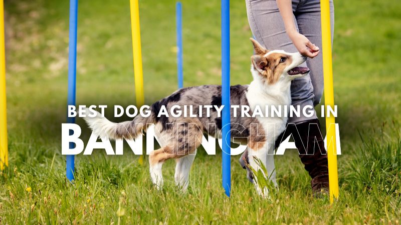 Best Dog Agility Training in Banningham