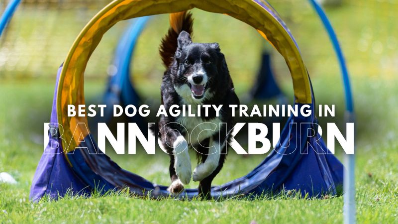 Best Dog Agility Training in Bannockburn