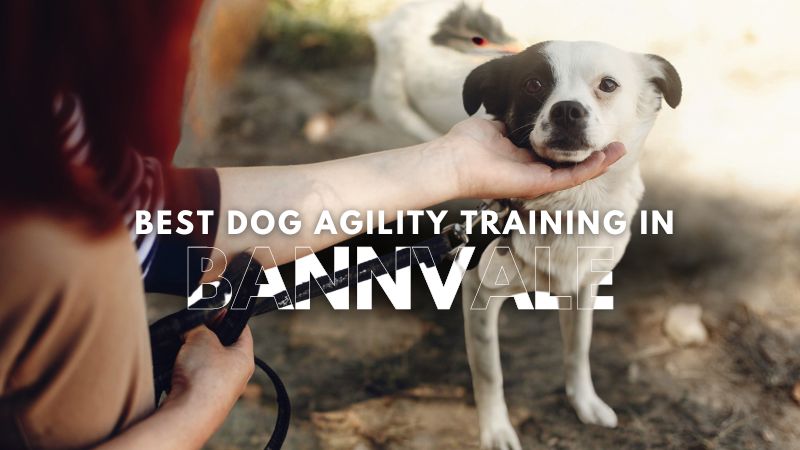 Best Dog Agility Training in Bannvale