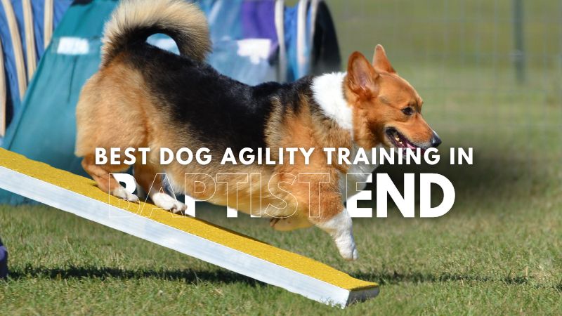 Best Dog Agility Training in Baptist End