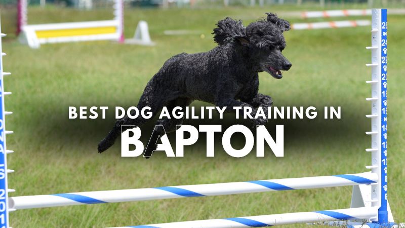 Best Dog Agility Training in Bapton