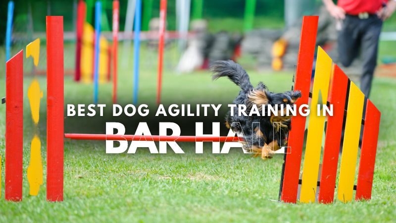 Best Dog Agility Training in Bar Hall