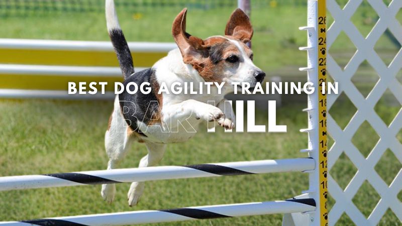 Best Dog Agility Training in Bar Hill