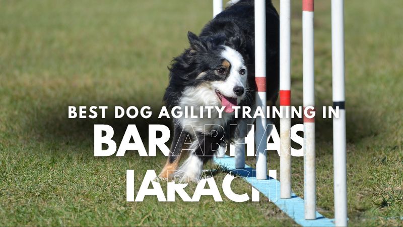 Best Dog Agility Training in Barabhas Iarach