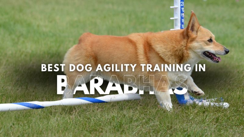 Best Dog Agility Training in Barabhas