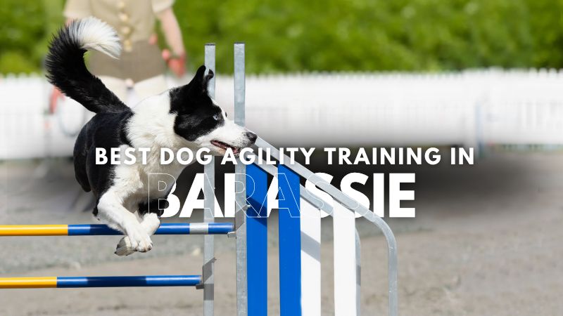 Best Dog Agility Training in Barassie