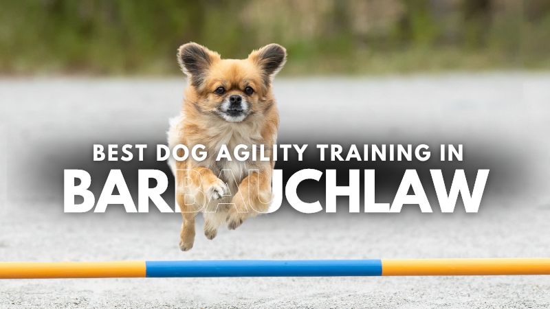 Best Dog Agility Training in Barbauchlaw