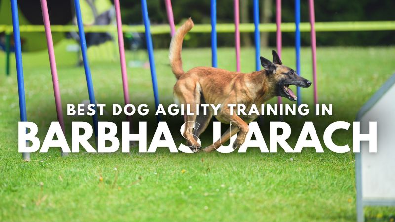 Best Dog Agility Training in Barbhas Uarach