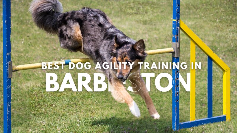 Best Dog Agility Training in Barbieston