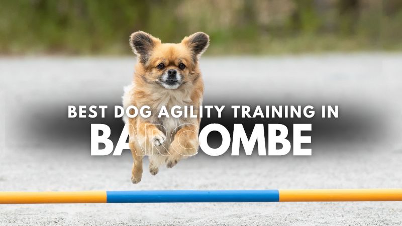 Best Dog Agility Training in Barcombe