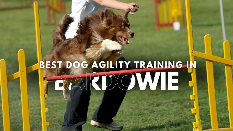 Best Dog Agility Training in Bardowie