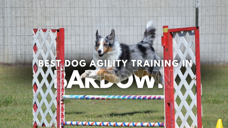 Best Dog Agility Training in Bardown