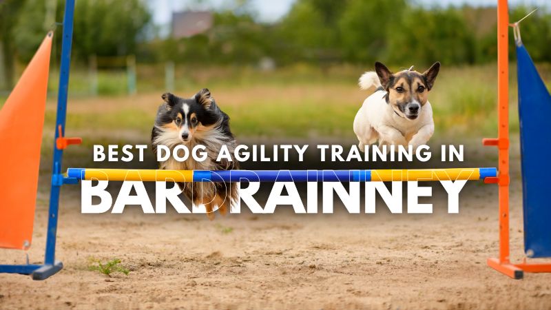 Best Dog Agility Training in Bardrainney