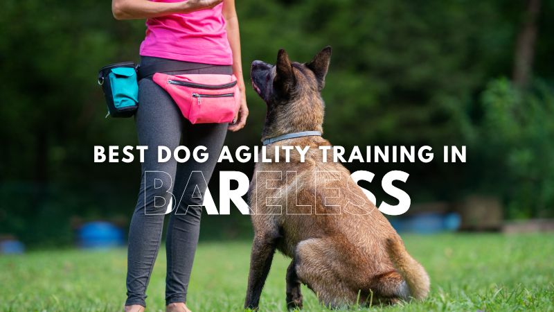 Best Dog Agility Training in Bareless