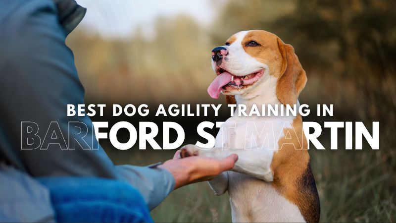 Best Dog Agility Training in Barford St Martin